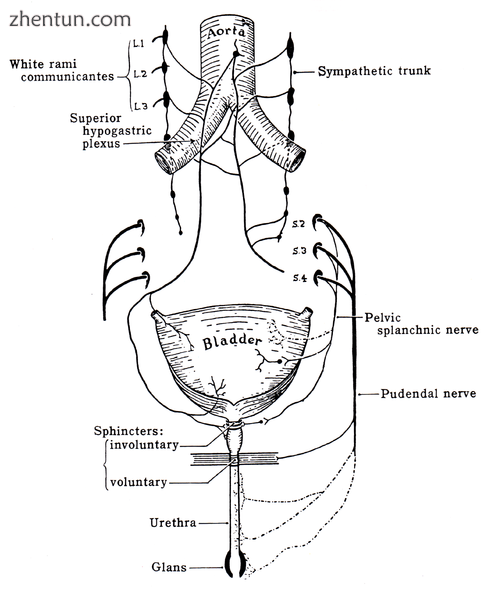 Schematic showing the structures innervated by the pudendal nerve.png
