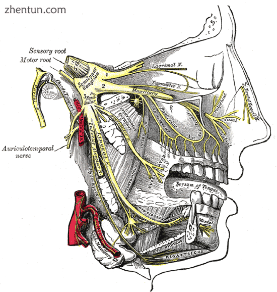 Distribution of the maxillary and mandibular nerves, and the submaxillary ganglion..png