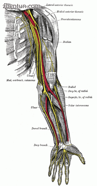 Nerves of the left upper extremity. (Ulnar labeled at center left.).gif