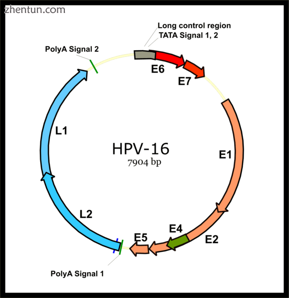 Genome organization of human papillomavirus type 16, one of the subtypes known to cause cervical can ...
