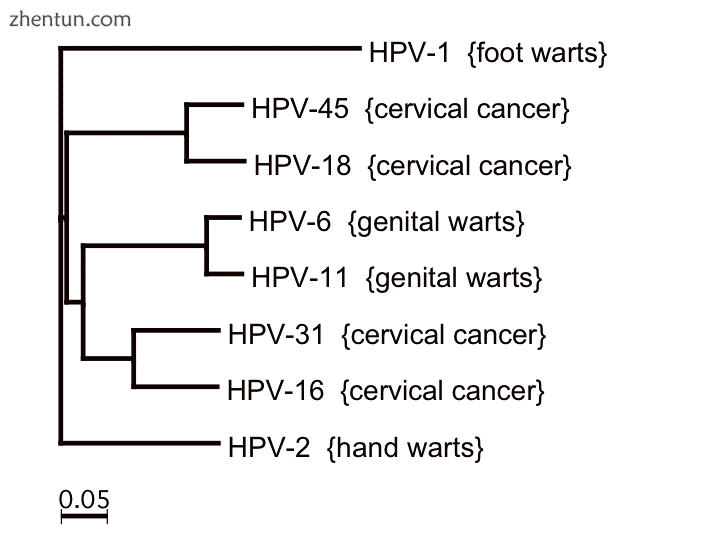 Notable HPV[13] types and associated diseases