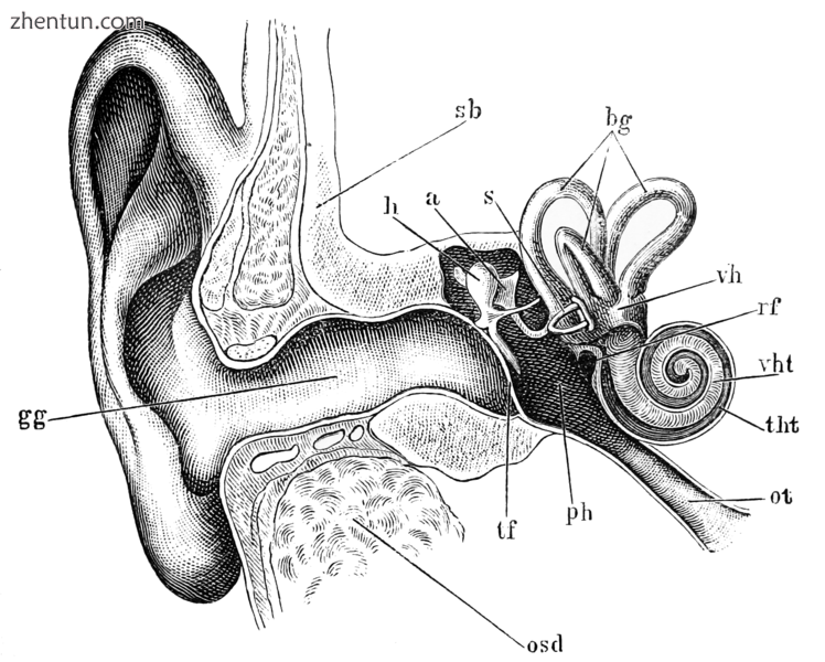 Schematic diagram of the human ear