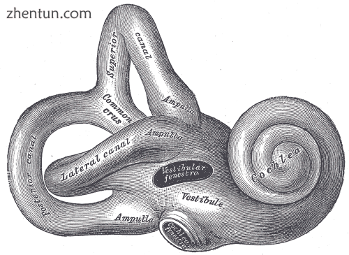 The inner ear is a small but very complex organ.