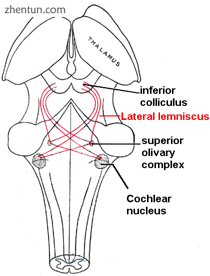 The lateral lemnisci (red) connects lower brainstem auditory nuclei to the inferior colliculus in th ...