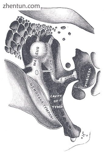 The middle ear uses three tiny bones, the malleus, the incus, and the stapes, to convey vibrations f ...