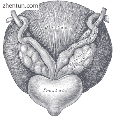 Fundus of the bladder with the vesiculæ seminales.