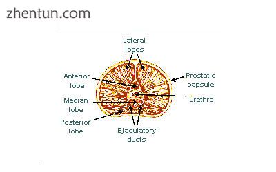 Lobes of prostate