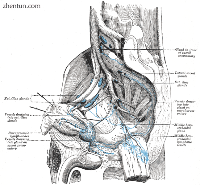 Lymphatics of the prostate.