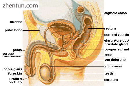 Male Anatomy