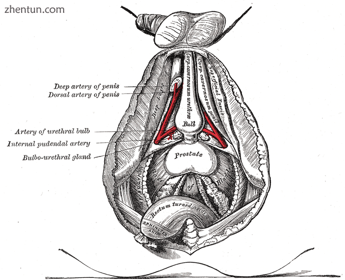 The deeper branches of the internal pudendal artery.