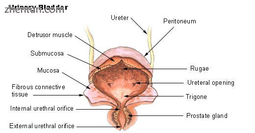 Urinary bladder