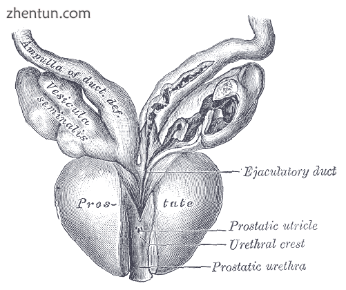 Vesiculae seminales and ampullae of ductus deferentes, front view.