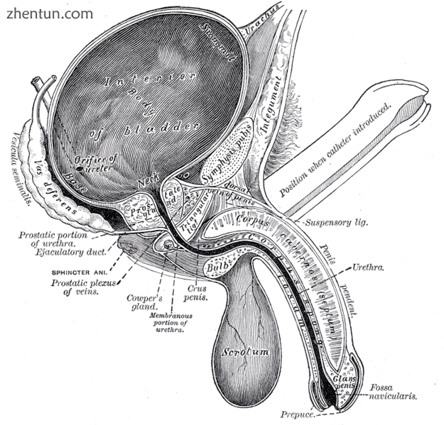 Vertical section of bladder, penis, and urethra.