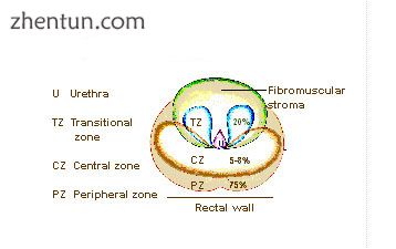 Zones of prostate