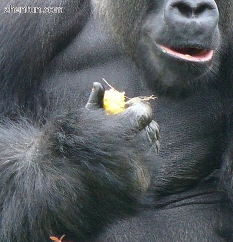 A gorilla, a large extant primate with small thumbs, and the hand skeleton of Ardipithecus ramidus,  ...