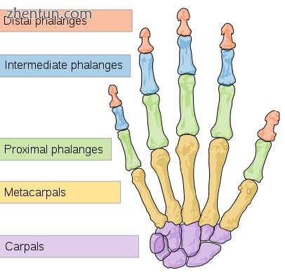 Bones of the human hand