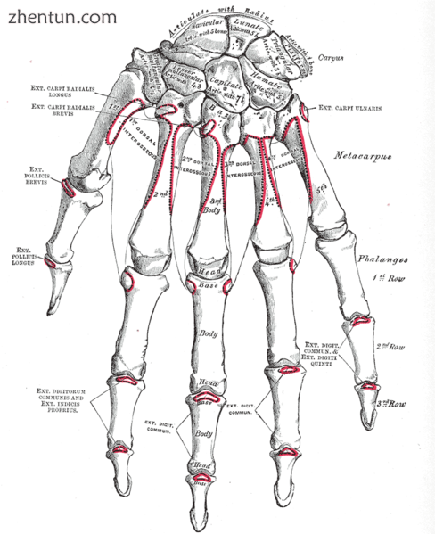 Bones of the left hand. Dorsal surface.