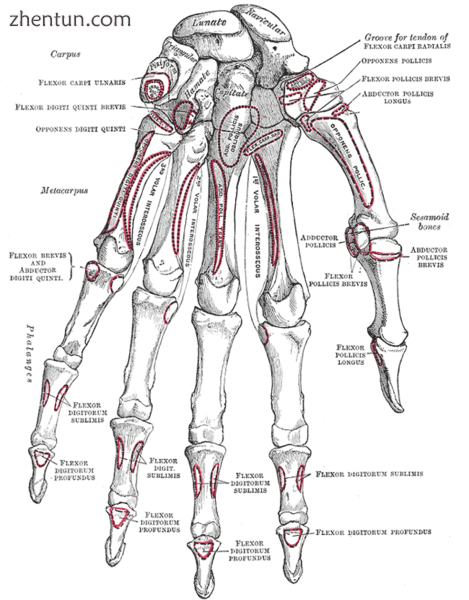 Bones of the left hand. Volar surface.