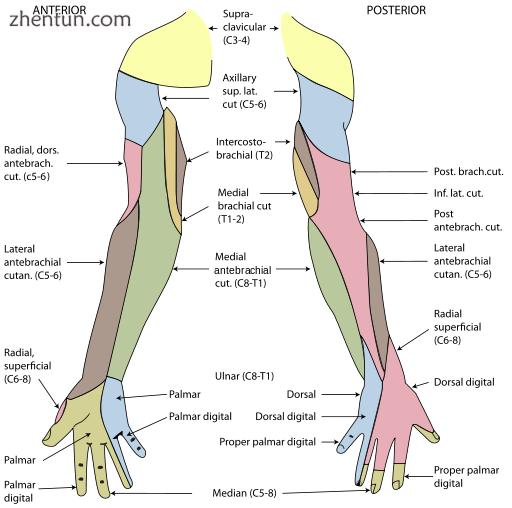 Cutaneous innervation of the upper limb
