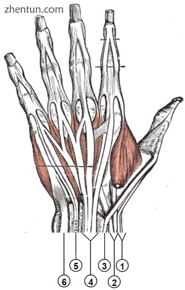 Extensor compartments of wrist (back of hand)