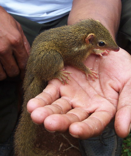 "Hands" of a Javanese tree shrew and a human