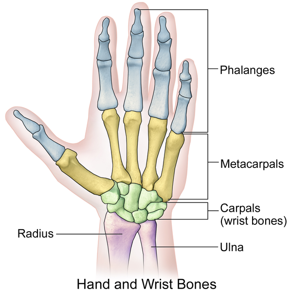 Illustration of Hand and Wrist Bones.