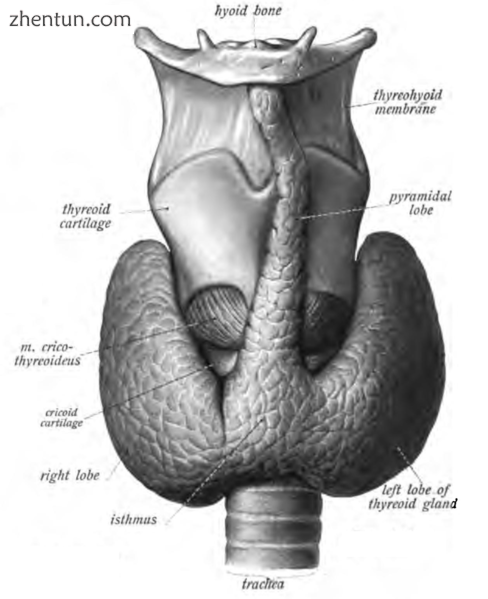 Clear pyramidal lobe (center) as viewed from the front.
