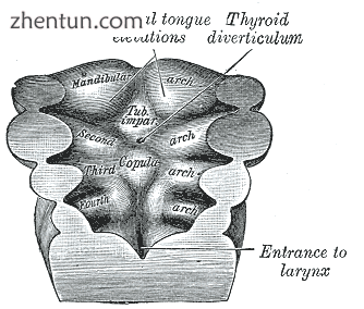 Floor of pharynx of embryo between 18 and 21 days