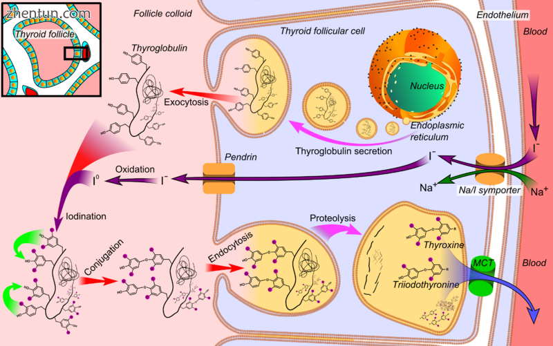 Synthesis of the thyroid hormones, as seen on an individual thyroid follicular cell