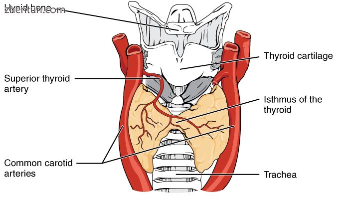 The human thyroid as viewed from the front, with arteries visible.