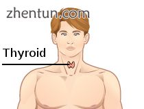 The thyroid as it relates to surface anatomy of the neck and torso.