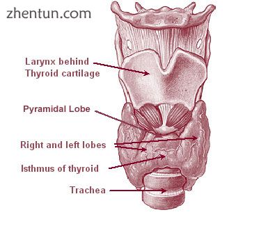 The thyroid gland surrounds the cricoid and tracheal cartilages, and consists of two lobes. This ima ...