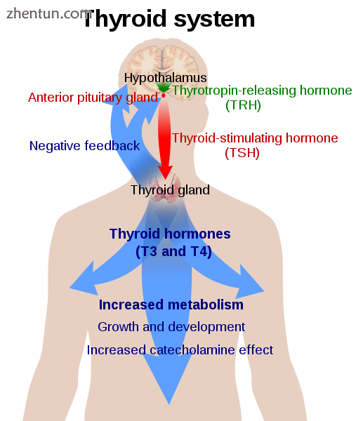 The thyroid hormones T3 and T4 have a number of metabolic, cardiovascular and developmental effects  ...