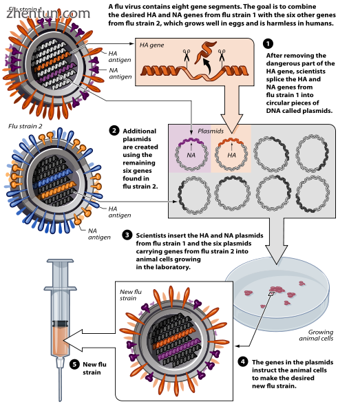 Avian flu vaccine development by reverse genetics techniques.