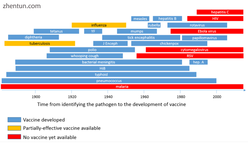 Vaccine timeline