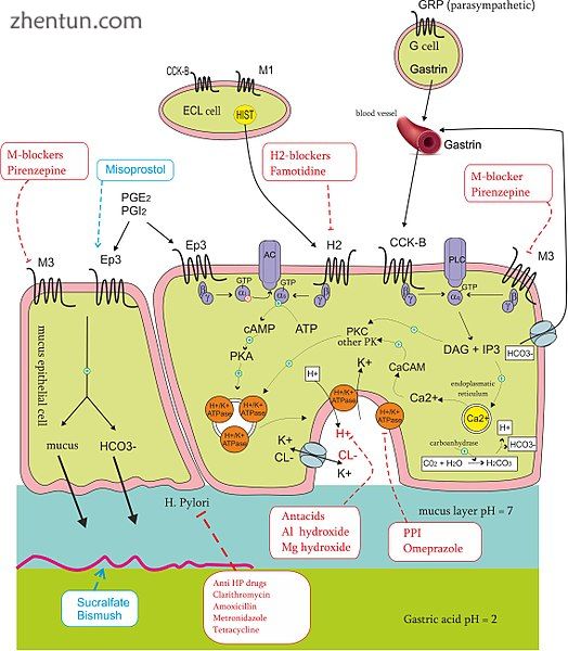 Peptic ulcer treatment: pharmacology of drugs