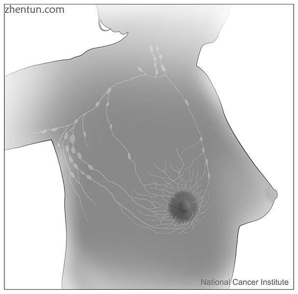 Female breast and adjacent lymph nodes and lymph vessels
