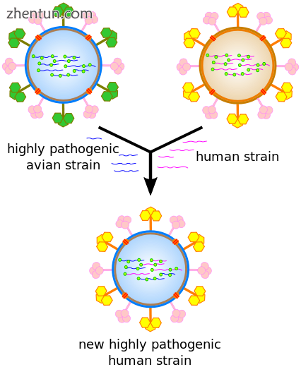 How antigenic shift, or reassortment, can result in novel and highly pathogenic strains of human flu