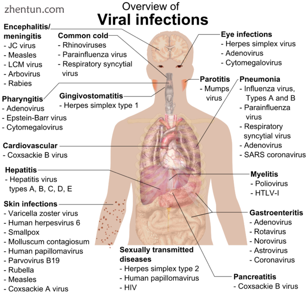 Overview of the main types of viral infection and the most notable species involved[145]