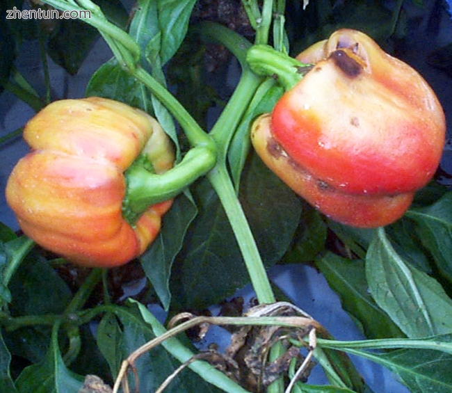 Peppers infected by mild mottle virus
