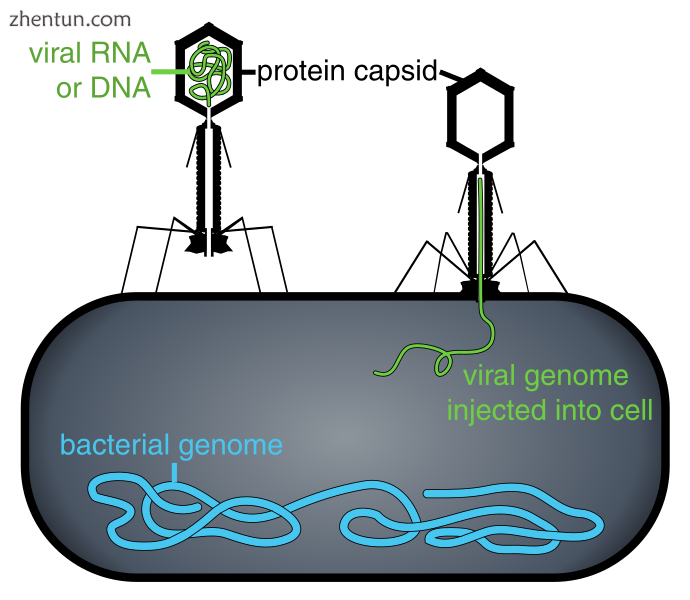 Some bacteriophages inject their genomes into bacterial cells (not to scale)