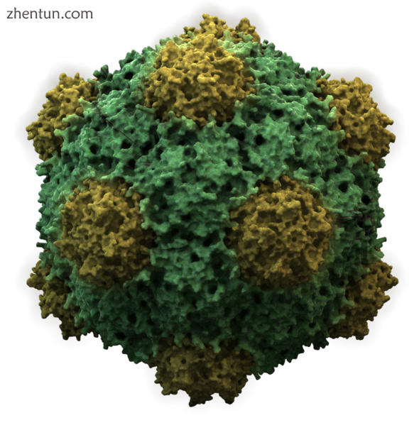 Structure of an icosahedral cowpea mosaic virus