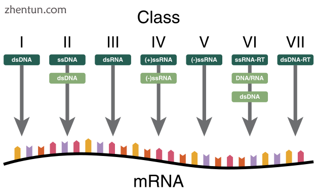 The Baltimore Classification of viruses is based on the method of viral mRNA synthesis