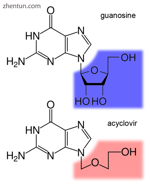 The structure of the DNA base guanosine and the antiviral drug acyclovir