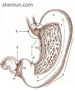 1. Body of stomach 2. Fundus 3. Anterior wall 4. Greater curvature 5. Lesser curvature 6. Cardia 9.  ...