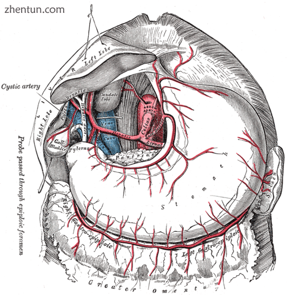 A more realistic image, showing the celiac artery and its branches in humans; the liver has been rai ...