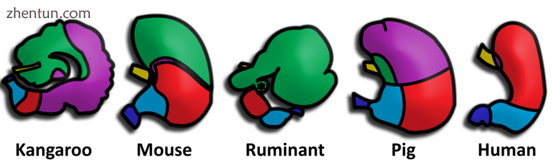 Comparison of stomach glandular regions from several mammalian species. Frequency of glands may vary ...