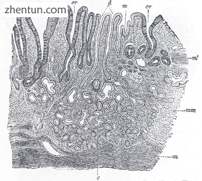 Human cardiac glands (at cardia)