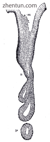 Human pyloric glands (at pylorus)