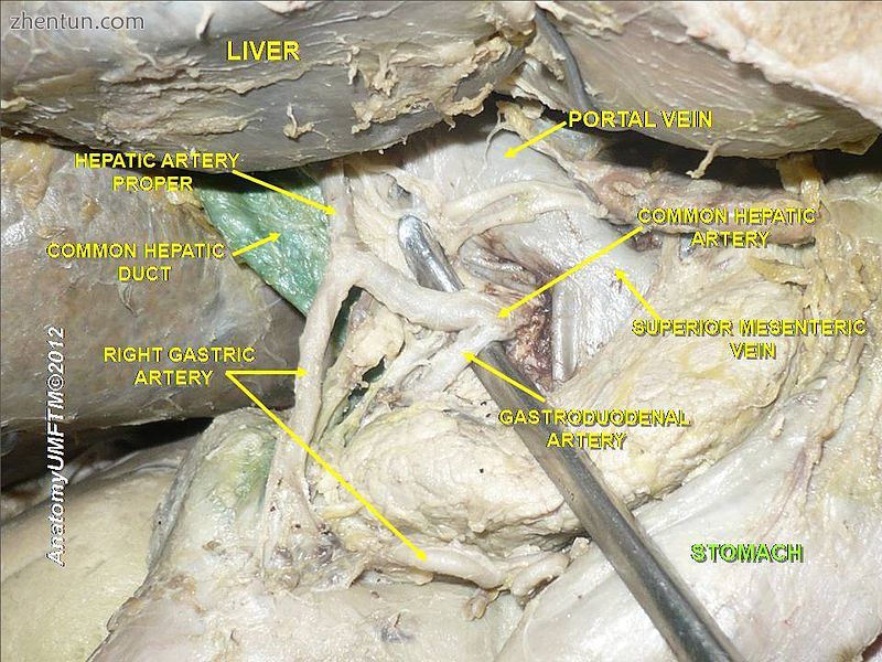 Human stomach